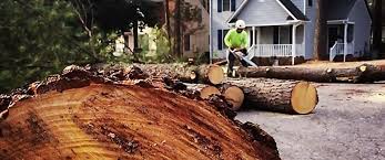 Best Root Management and Removal  in Melissa, TX