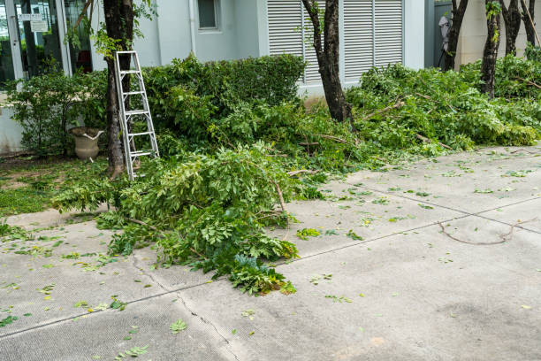 Best Tree and Shrub Care  in Melissa, TX